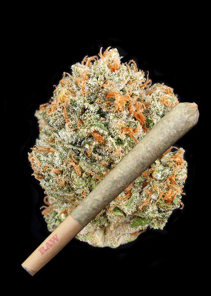 Lemon Poison - Trim
