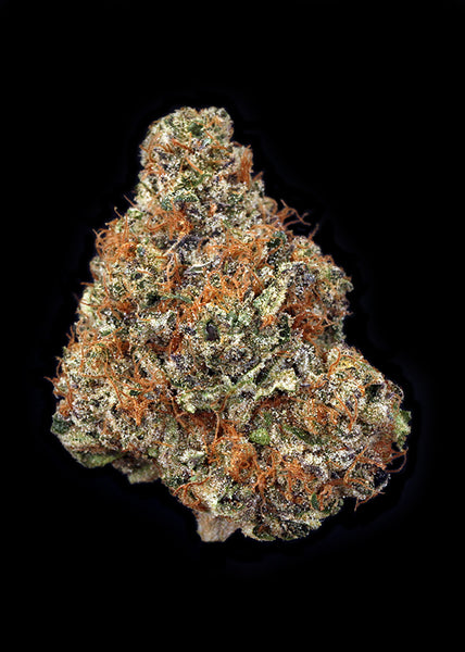 Mimosa #6