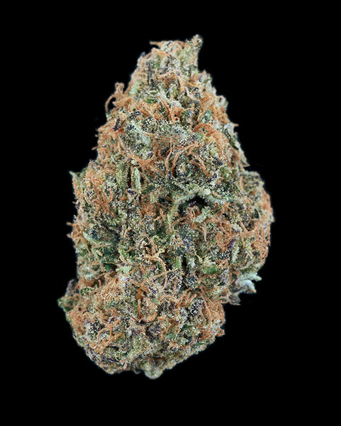 Mimosa #8