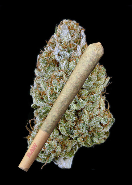 Orange Ops x The White Joint - Trim