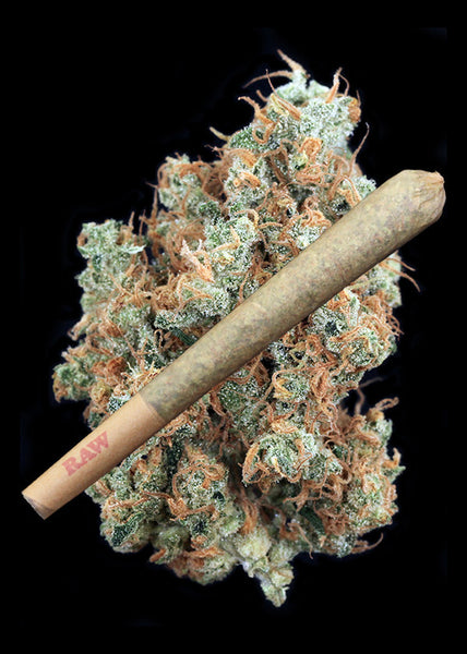 Mandarina Kush - TRIM
