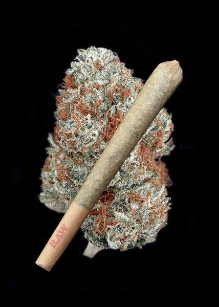 Snow Angel Joint - Trim